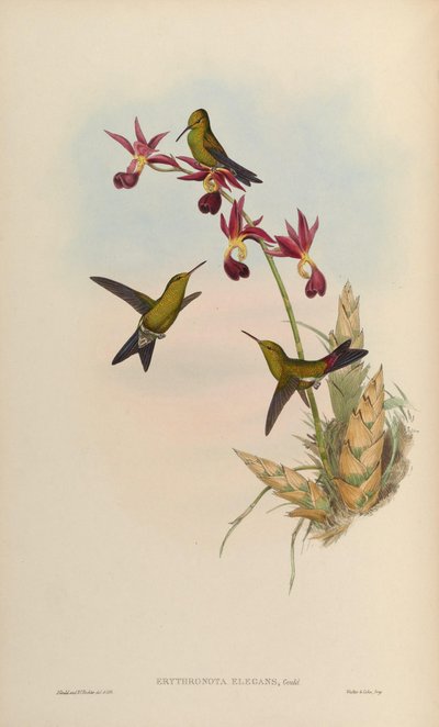 Erythronota elegans = Chlorostilbon elegans - John Gould